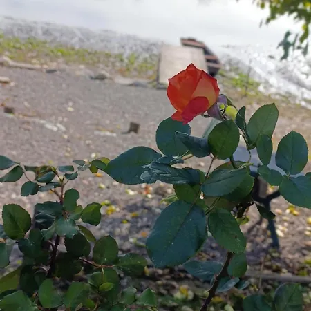 Apartament Jarin Raj *