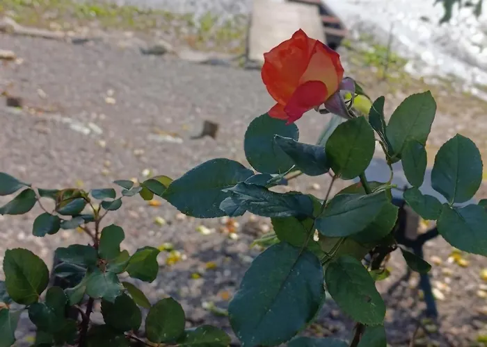 Апартаменты Jarin Raj *